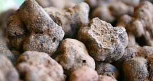 marche truffe jacques chibois 2015