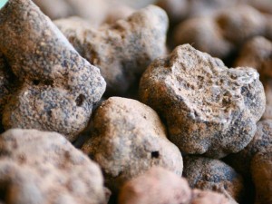 marche truffe jacques chibois 2015