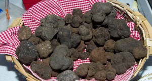 marché truffe 2016