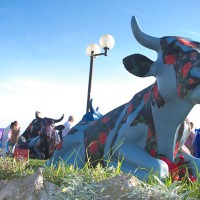 cow parade transhumance cannes