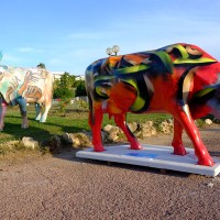 cow parade transhumance cannes