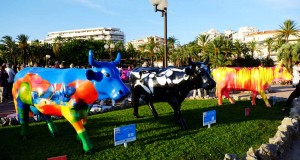 cow parade transhumance cannes