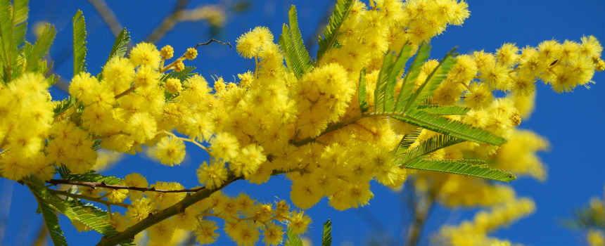 fete du mimosa mandelieu 2016