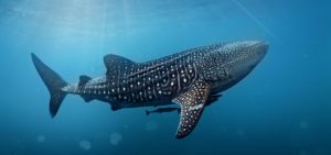 big pacific zdf