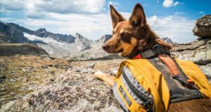 blue ant dogs with extraordinary jobs