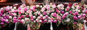 bal meilland belles rives rose