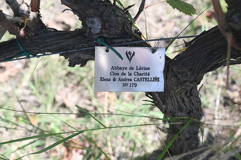 clos charité vignes générosité