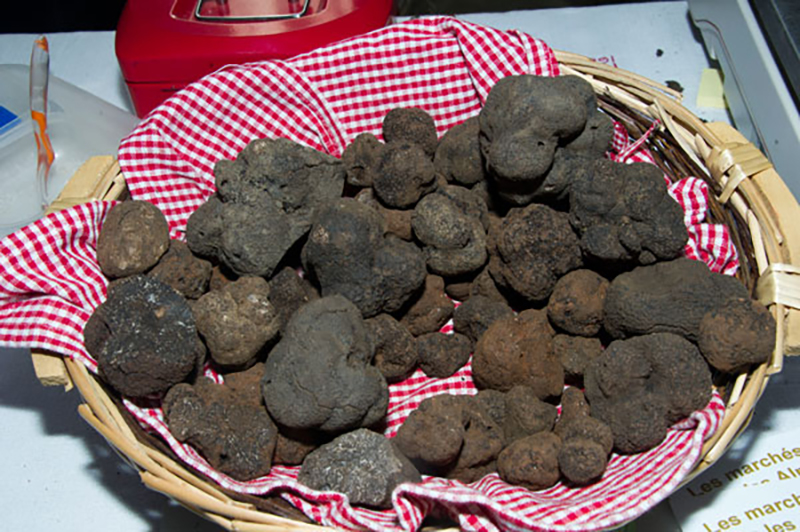 marche truffe provence 2019