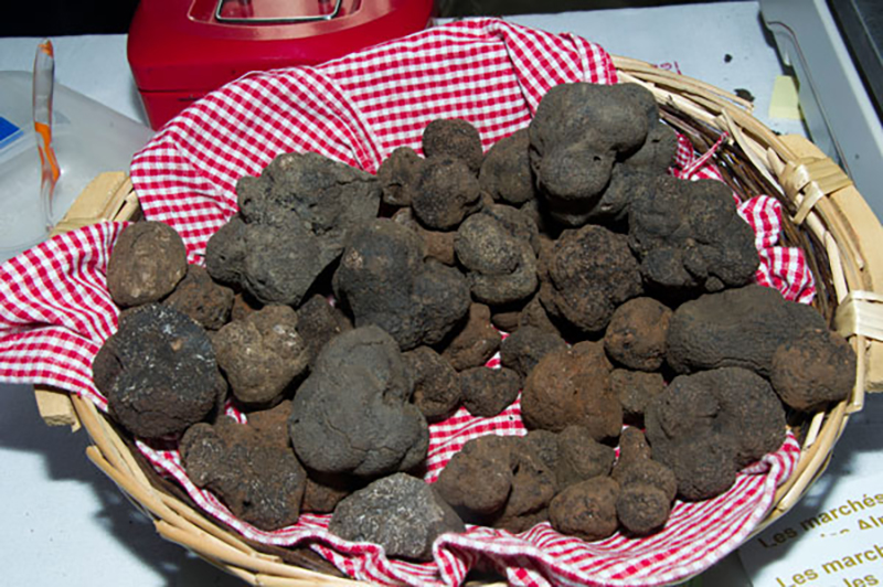 marche truffe 2021 passion melanosporum