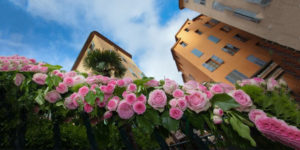 exporose parfume grasse