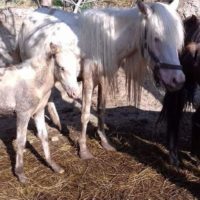 haras de pennafort callas ethologie