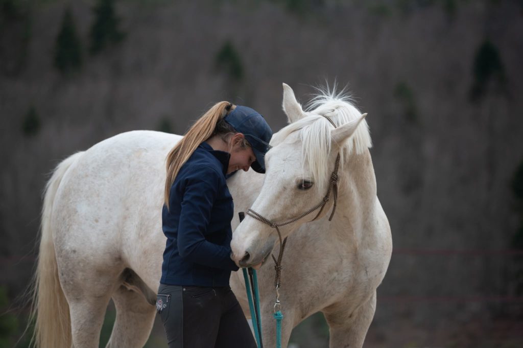 haras de pennafort callas ethologie