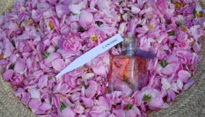 lancôme rose parfum terroir