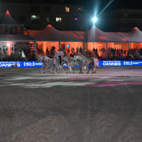 jumping international cannes 40 anniversaire