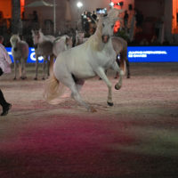 jumping international cannes 40 anniversaire