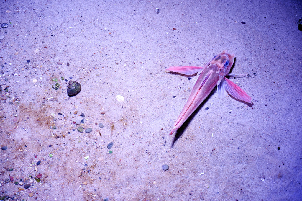 posidonia espace mer littoral antibes