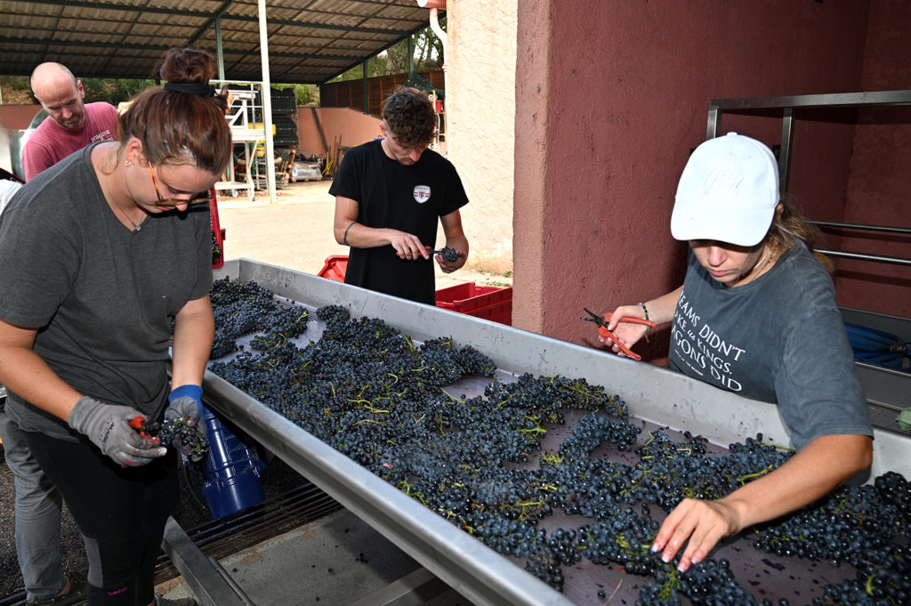 vendanges domaine viticole barbossi