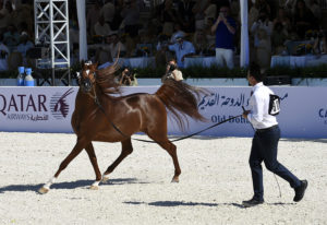 global champions arabians tour cannes
