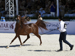 global champions arabians tour cannes