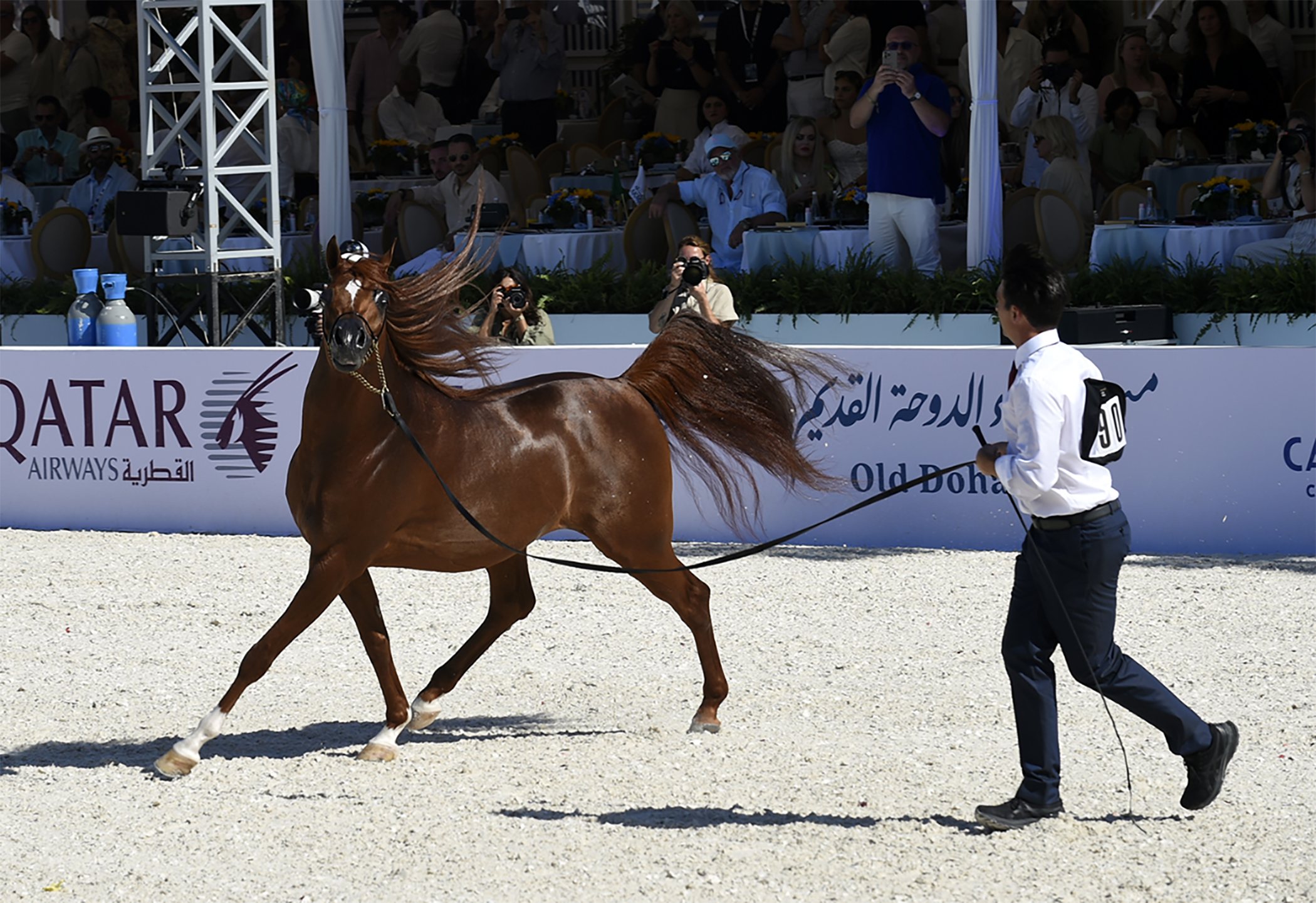 global champions arabians tour cannes