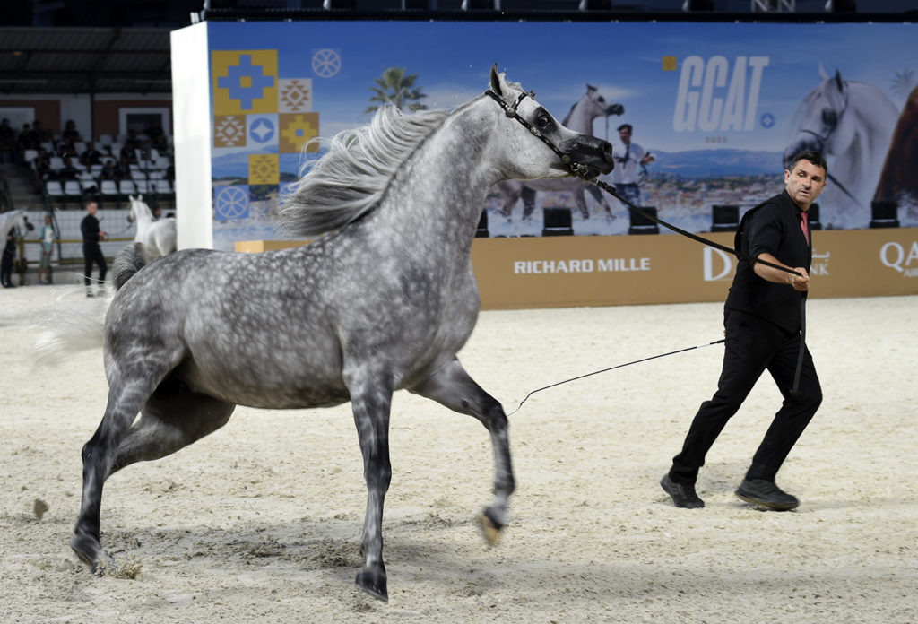 global champions arabians tour cannes