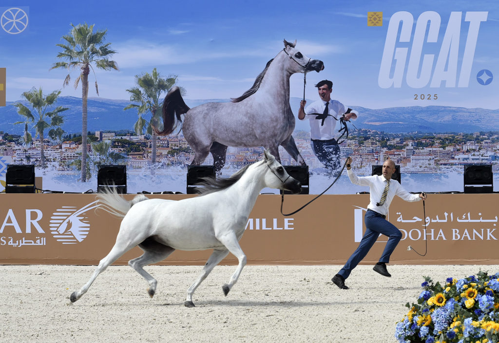global champions arabians tour cannes