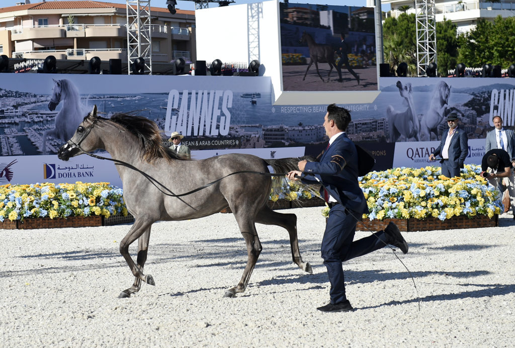 global champions arabians tour cannes