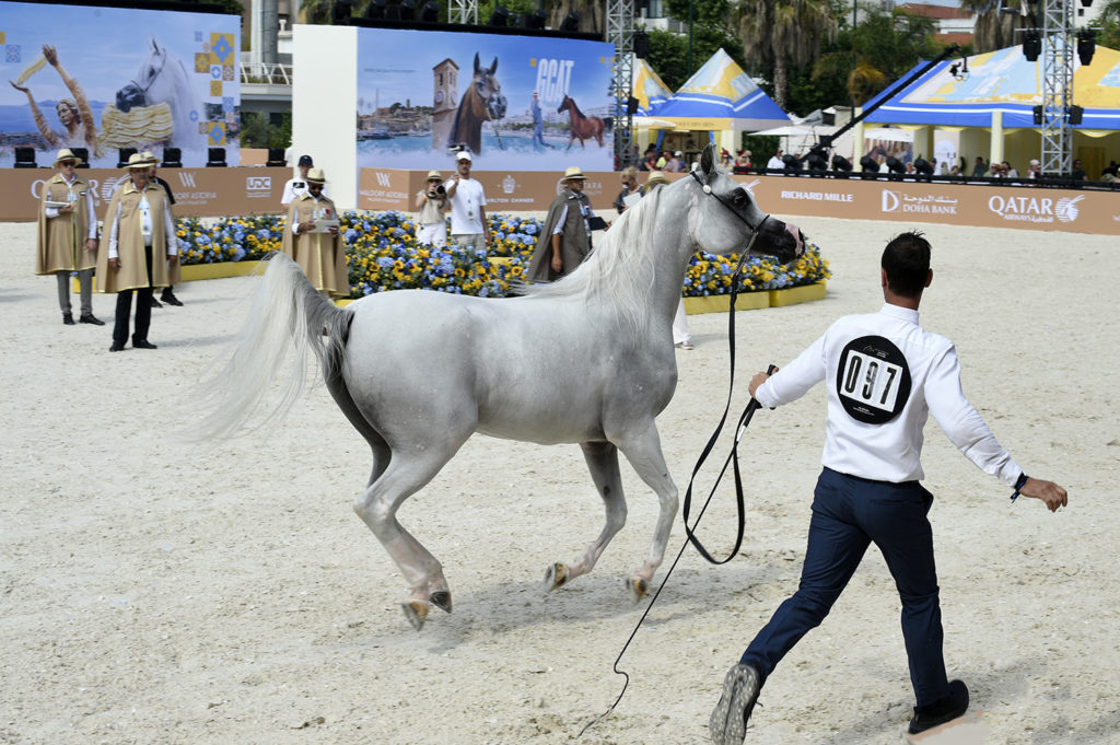 global champions arabians tour cannes
