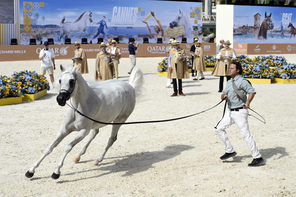 global champions arabians tour cannes