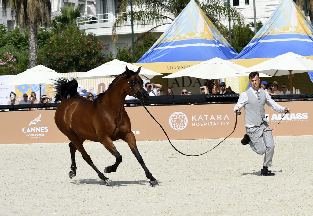 global champions arabians tour cannes