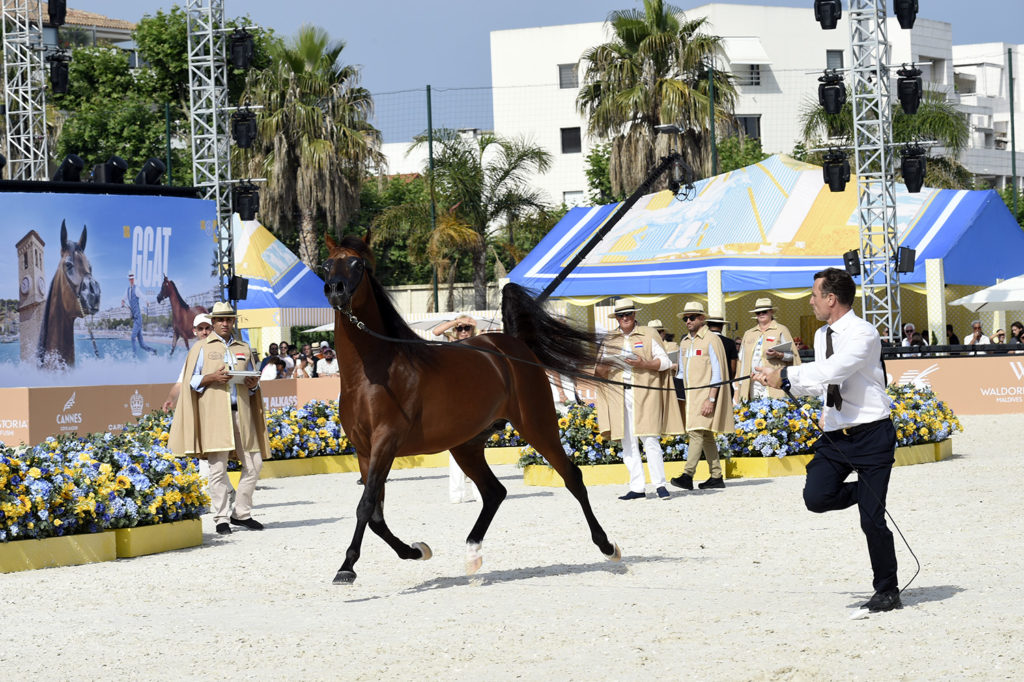 global champions arabians tour cannes