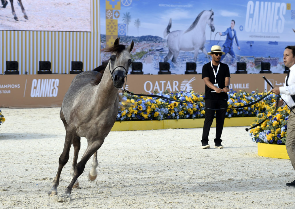 global champions arabians tour cannes
