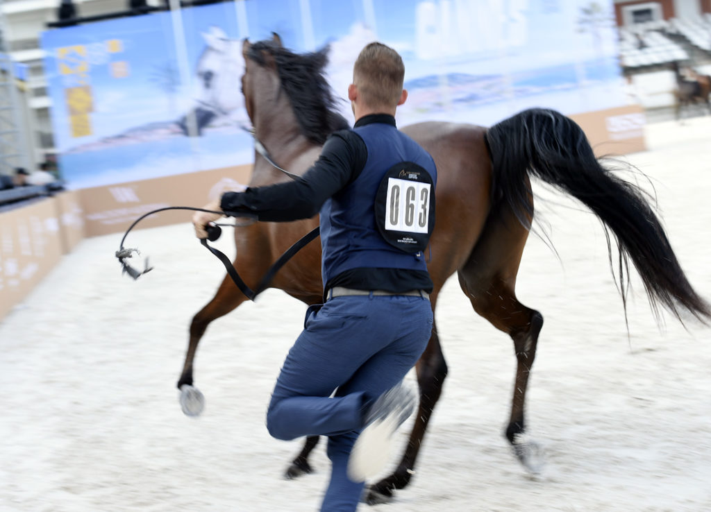 global champions arabians tour cannes