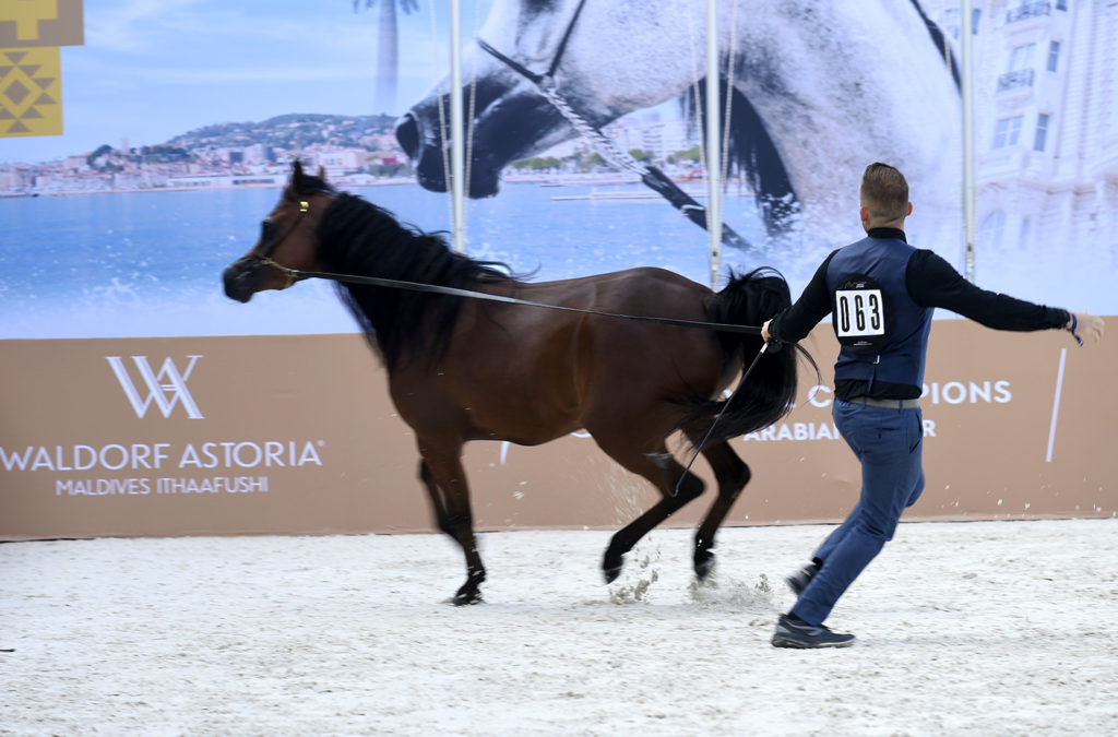global champions arabians tour cannes