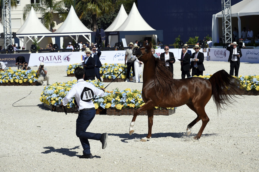 global champions arabians tour cannes
