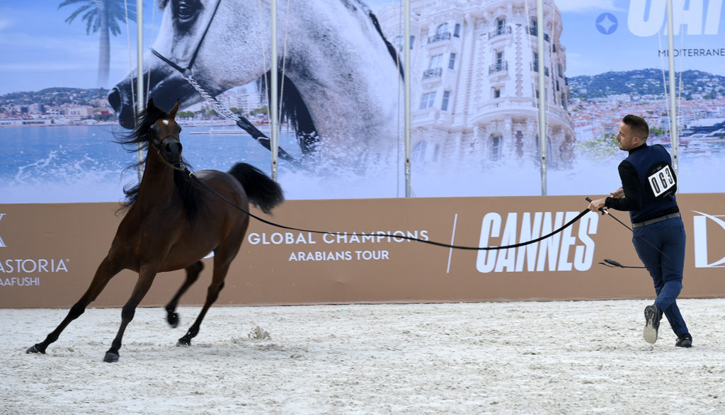 global champions arabians tour cannes