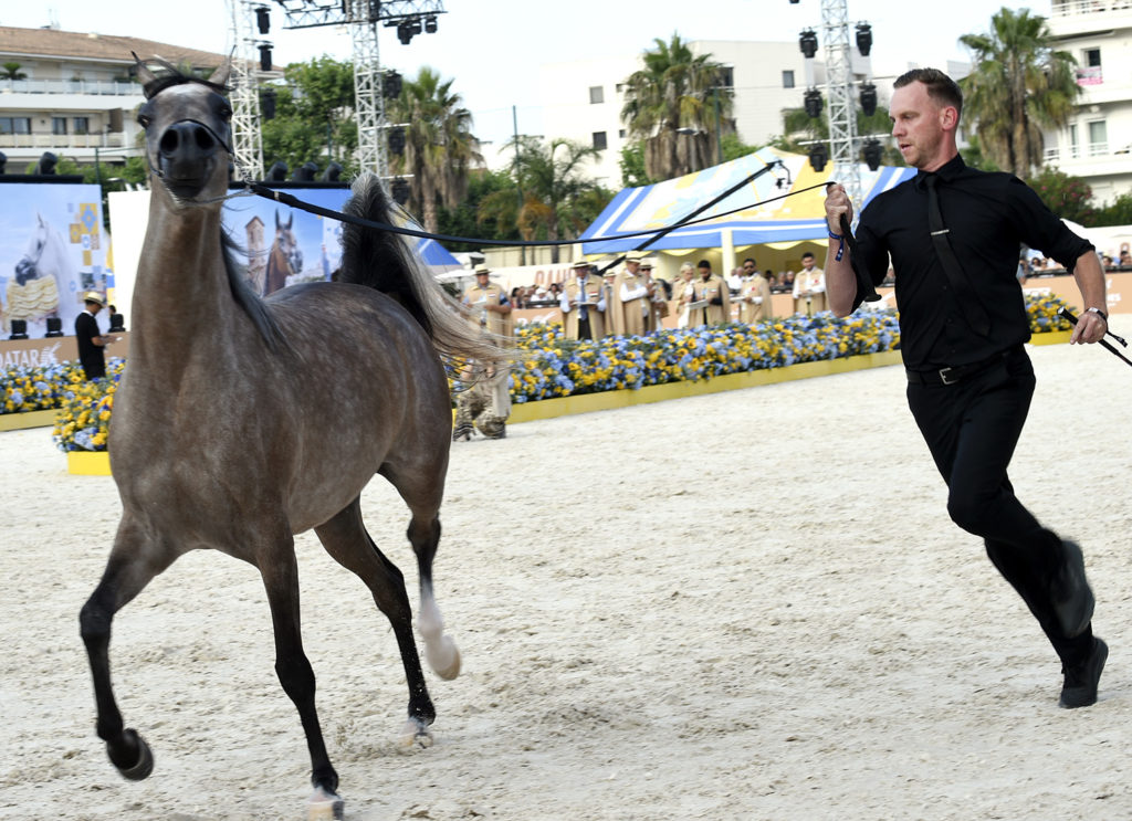 global champions arabians tour cannes