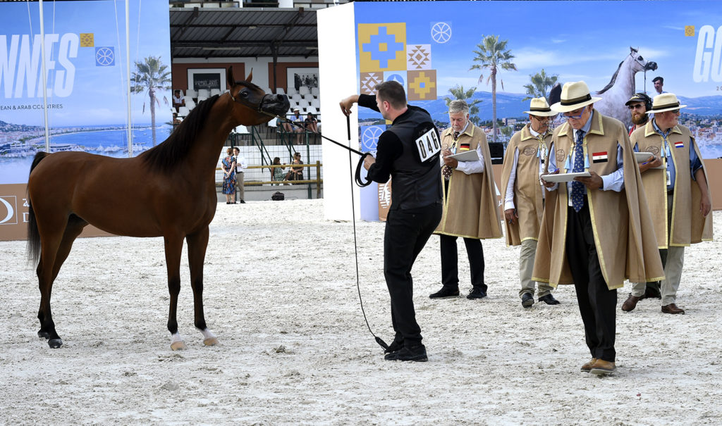 global champions arabians tour cannes