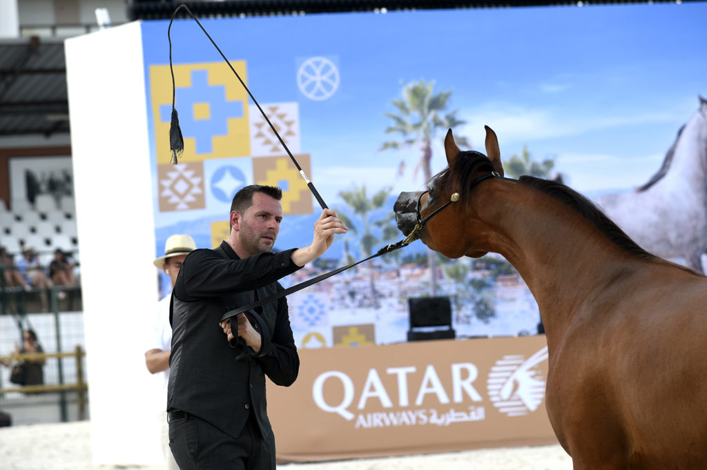 global champions arabians tour cannes