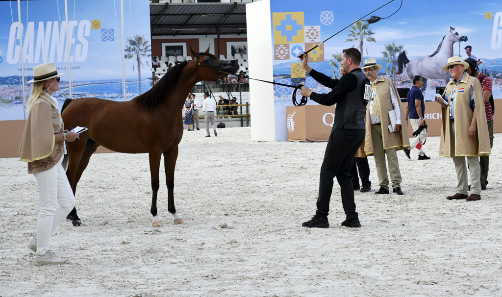 global champions arabians tour cannes