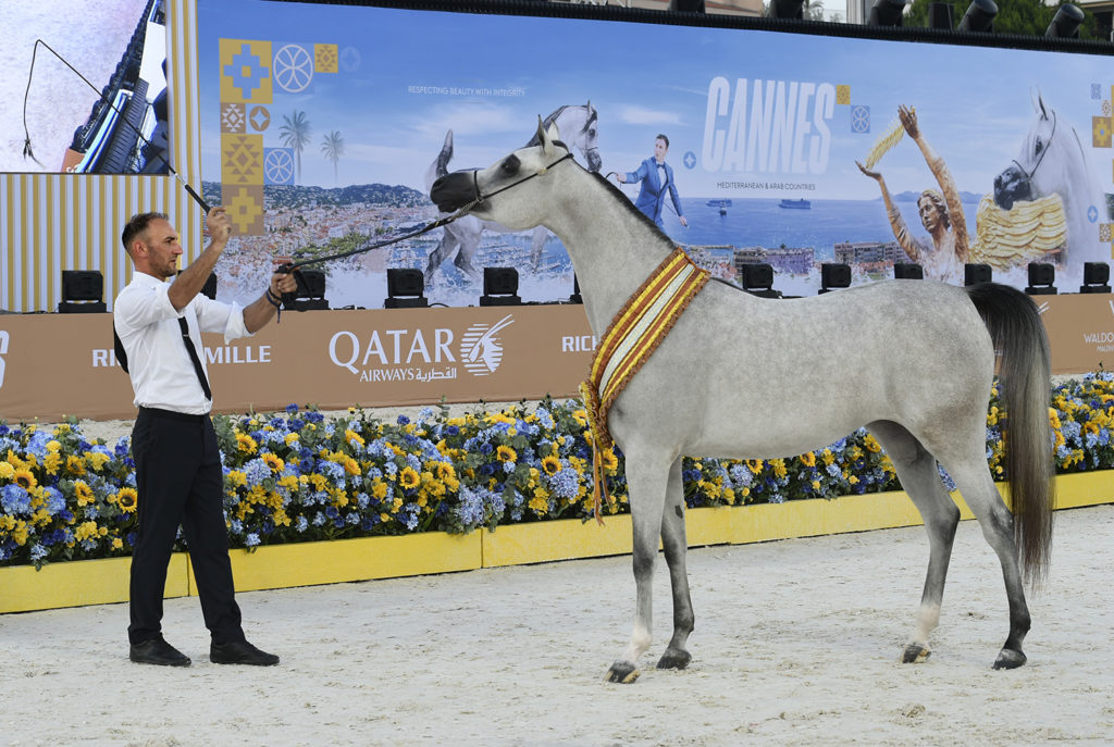 global champions arabians tour cannes