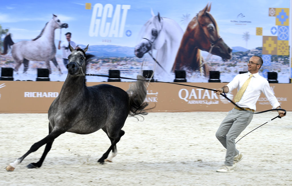 global champions arabians tour cannes