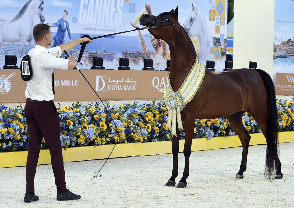 global champions arabians tour cannes