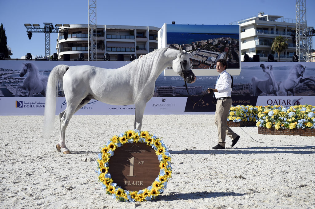 global champions arabians tour cannes