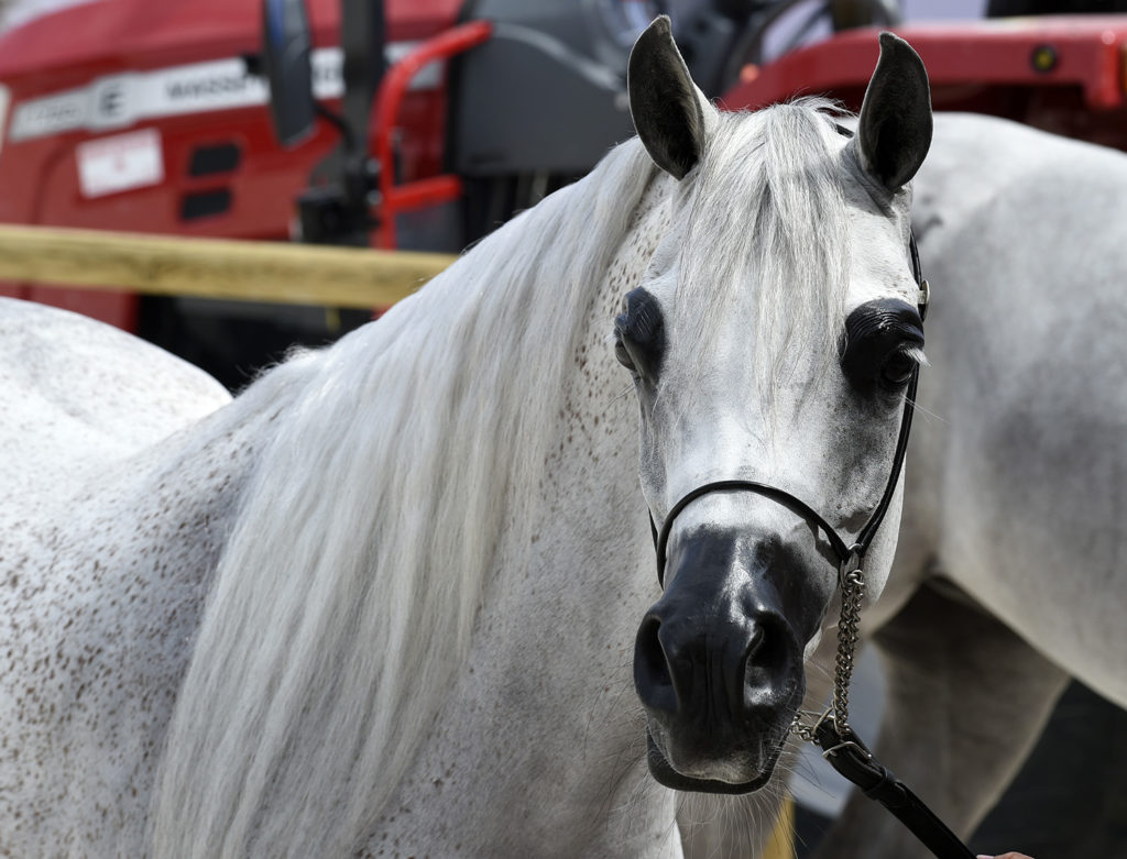 global champions arabians tour cannes