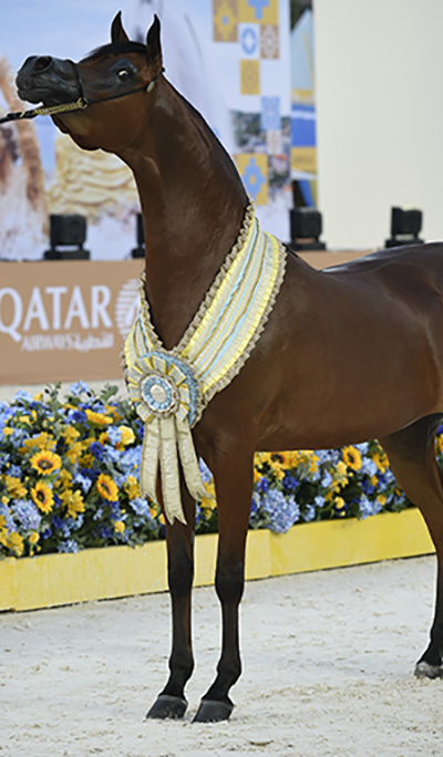 global champions arabians tour cannes