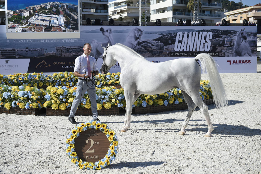 global champions arabians tour cannes