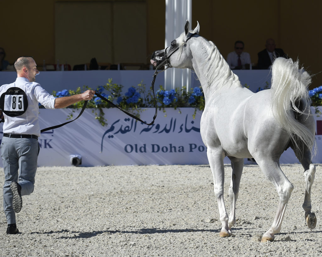 global champions arabians tour cannes