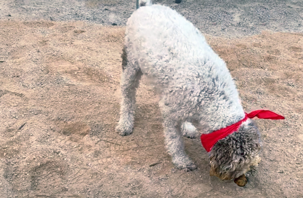 fête truffe 30 ans bastide saint antoine