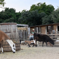 vignobles scène saveurs provençales